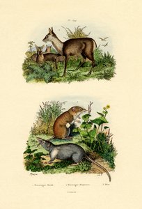 Shrews, 1833-39 af French School